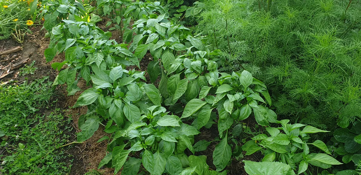 Potager en pleine saison