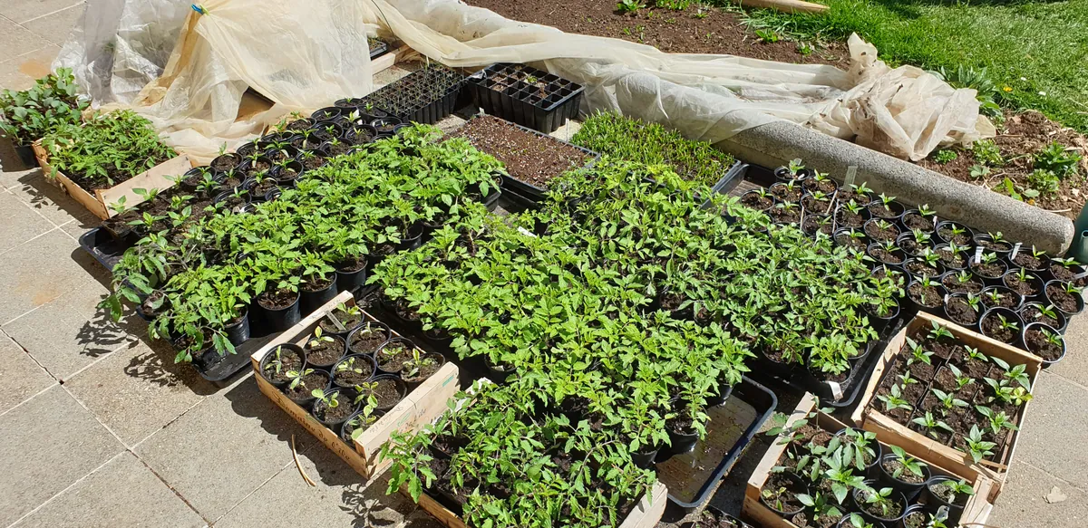 Plants de tomates en godets lors de l'acclimatation sur terrasse