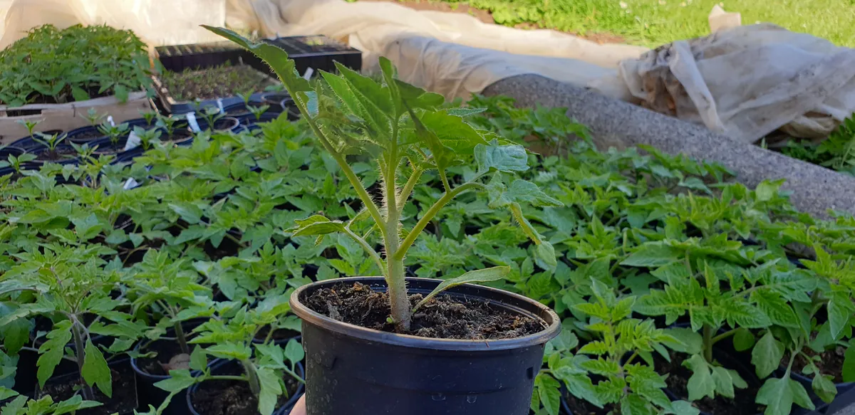Plant de tomate tenu en main avec nombreux plants en arrière-plan