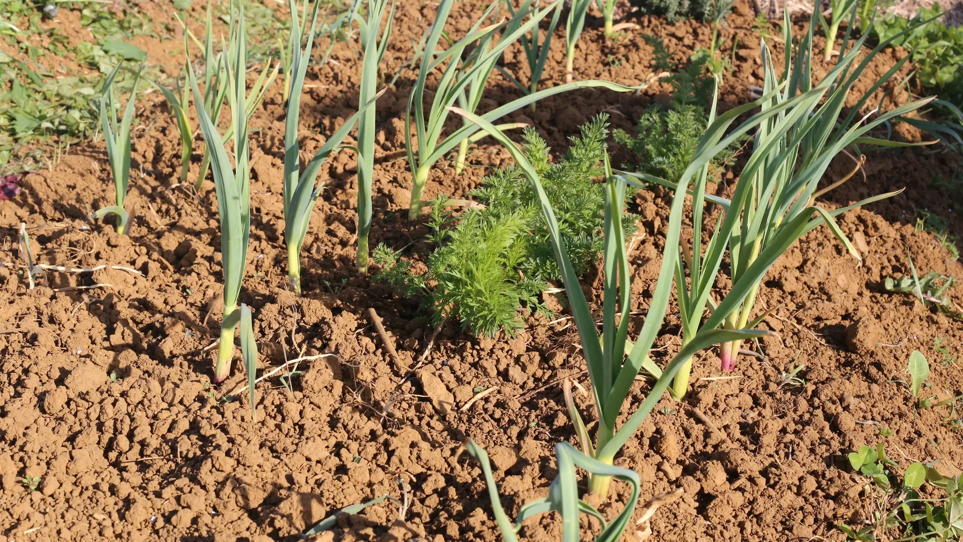 Têtes d'ail fraîchement récoltées au potager
