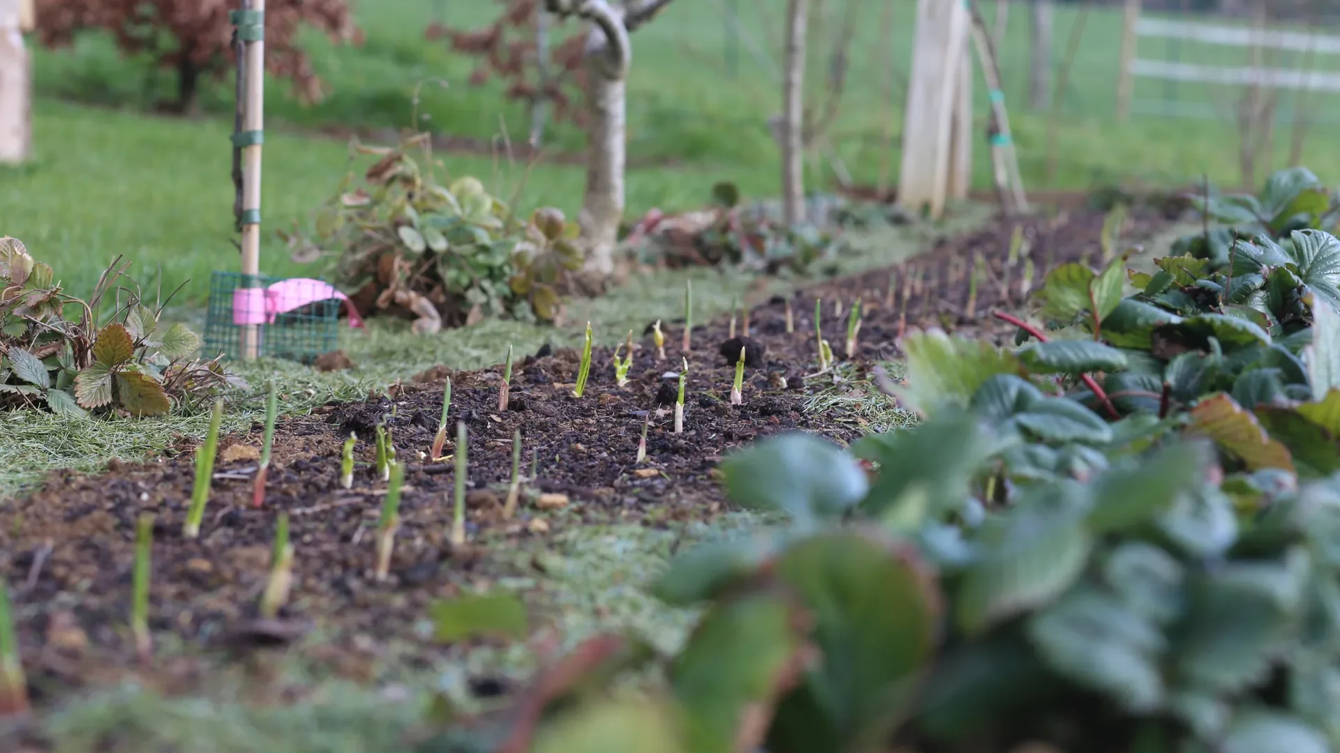 Planter l'ail au potager : guide complet de la plantation à la récolte