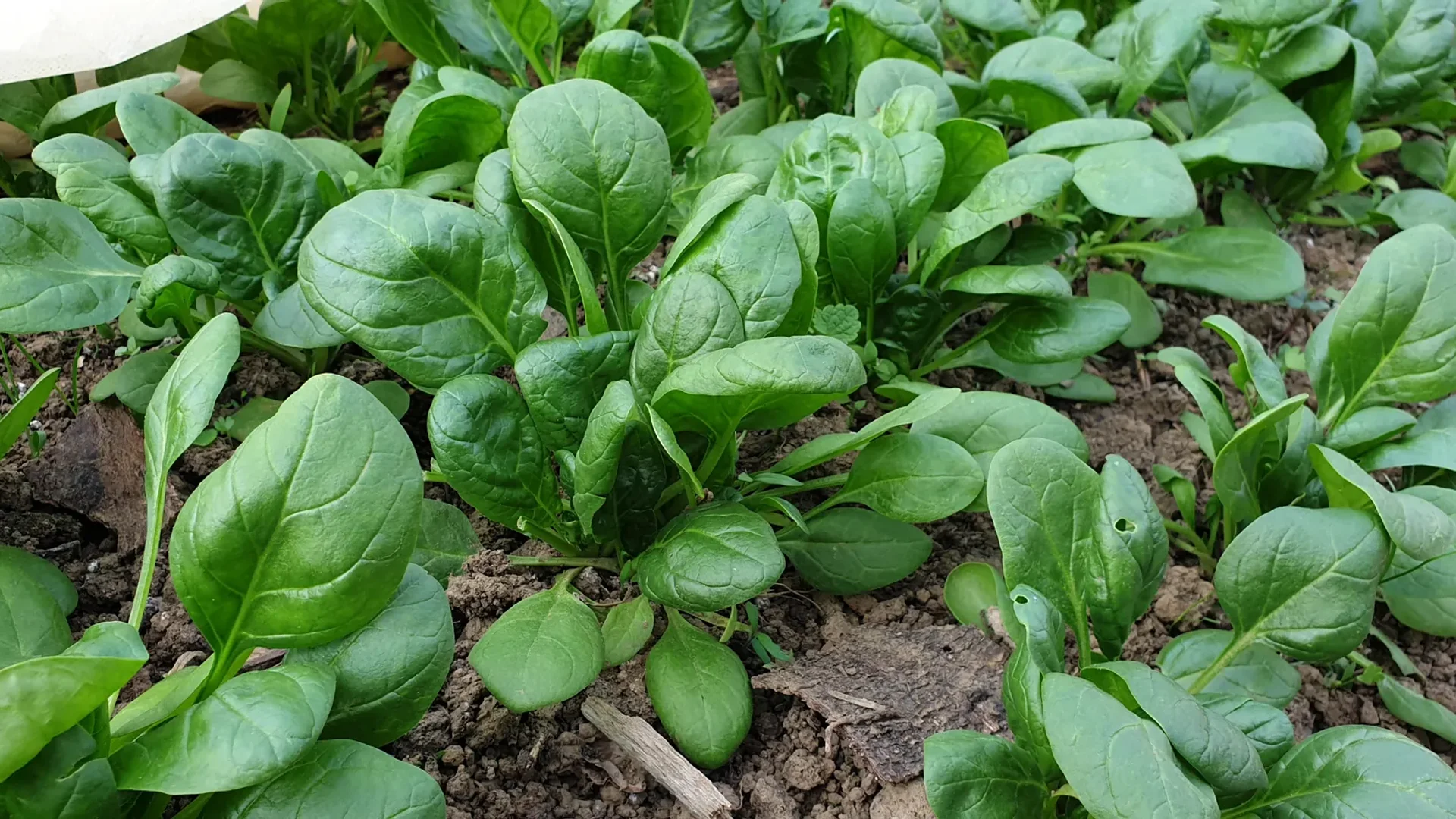 Planche d'épinards matures et luxuriants au potager, belle densité, lumière naturelle