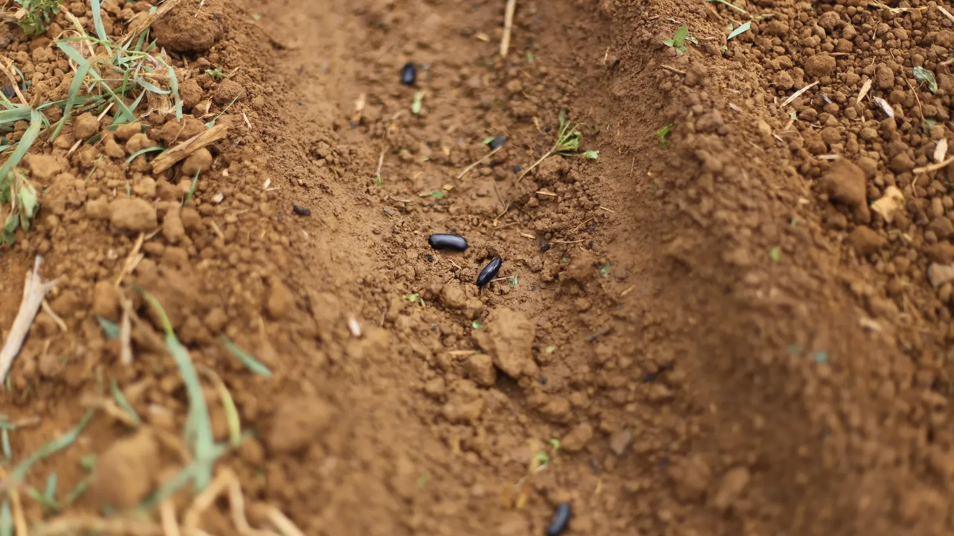 Quand semer les haricots verts : calendrier par zone et méthodes