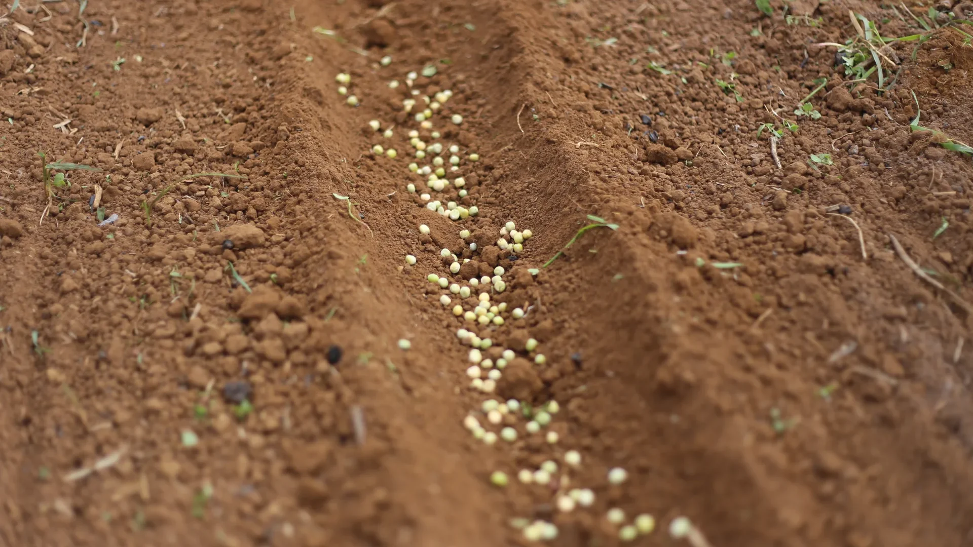 Semis de petits pois dans le potager