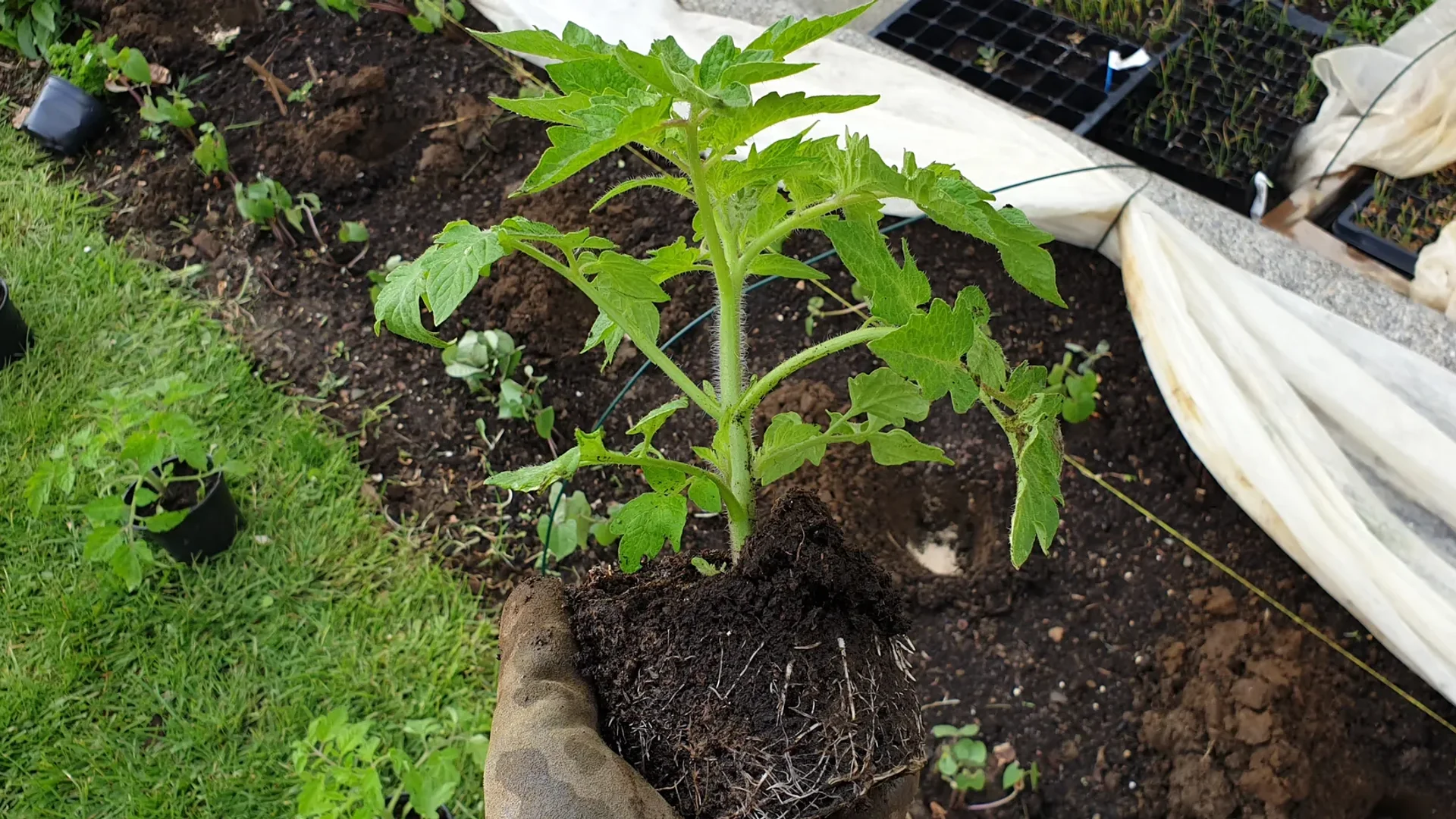 Planter les tomates : quand, où et quel guide selon votre situation