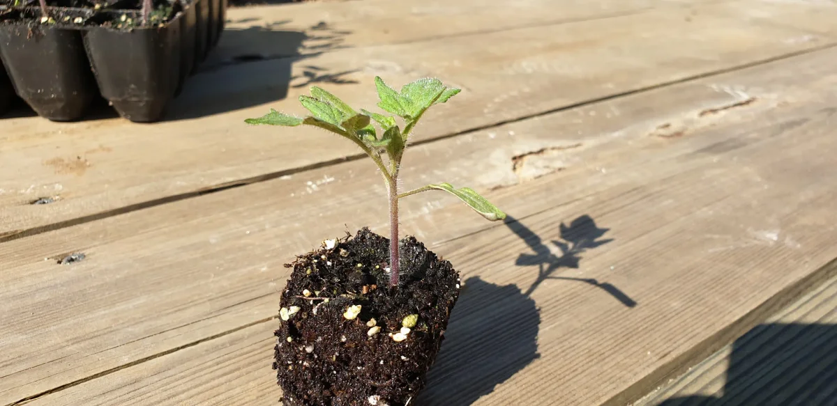 Plants de tomates en plaque alvéolée au stade idéal pour le repiquage : cotylédons + premières vraies feuilles